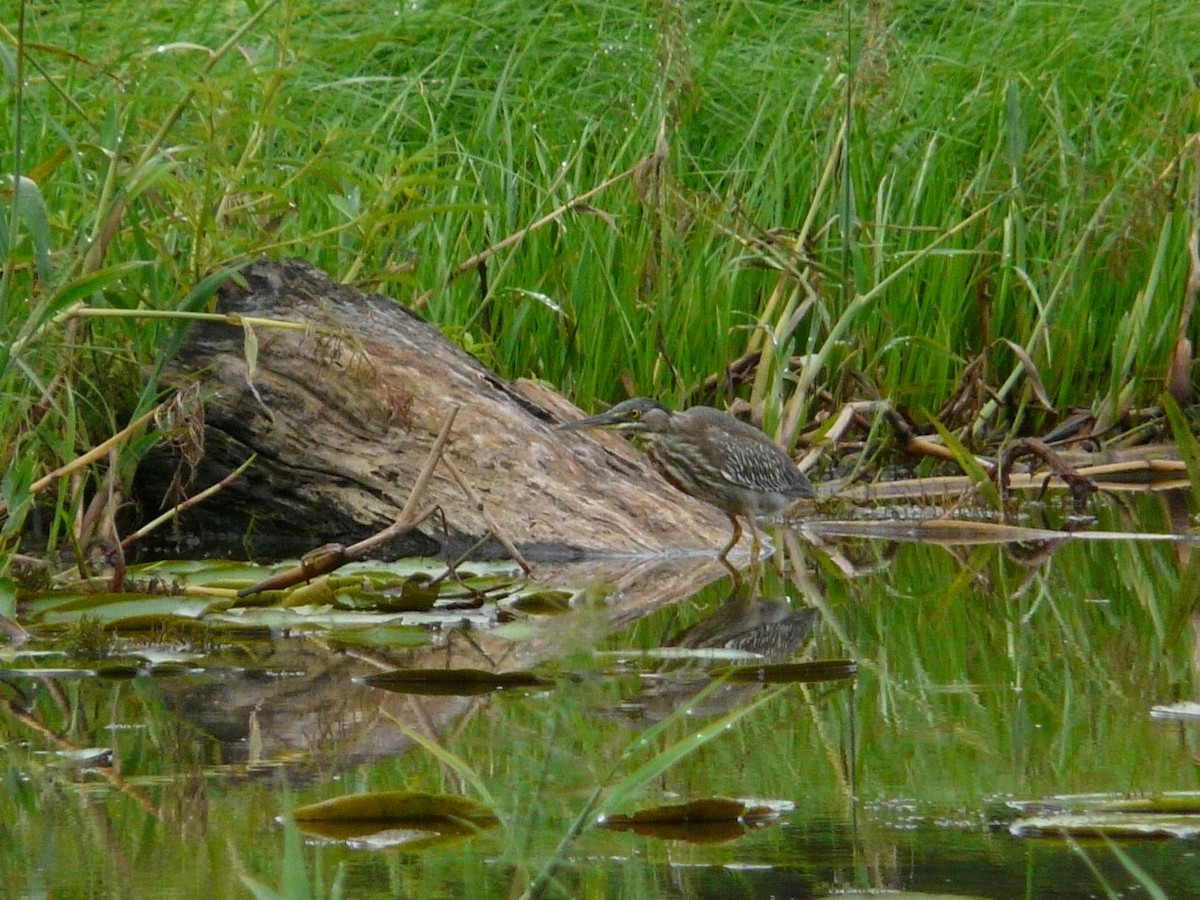 Striated Heron - ML133121421