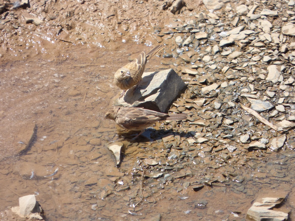 Lark-like Bunting - ML133121471