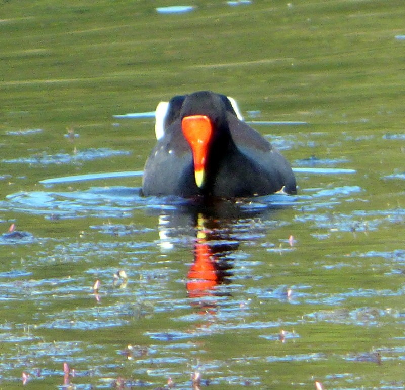 Common Gallinule - Bill Fox