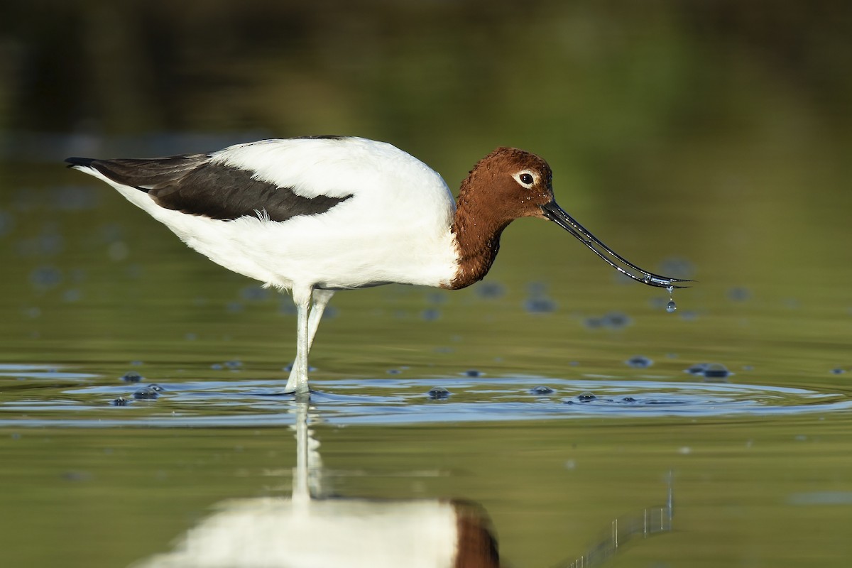 Avocette d'Australie - ML133123361