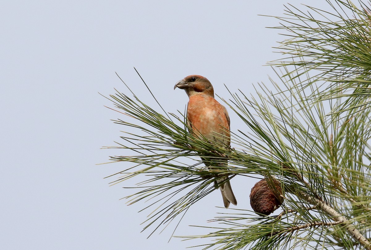 Red Crossbill (North African) - ML133123931