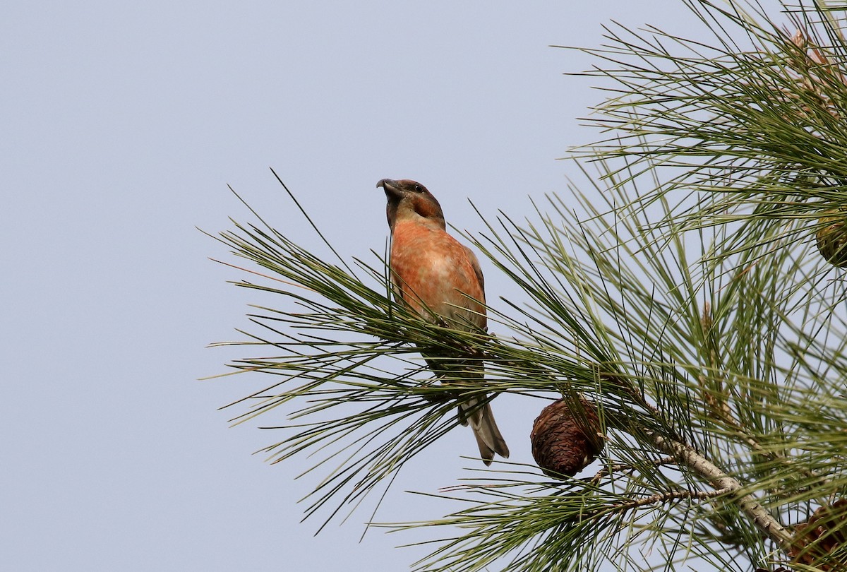 Red Crossbill (North African) - ML133123941