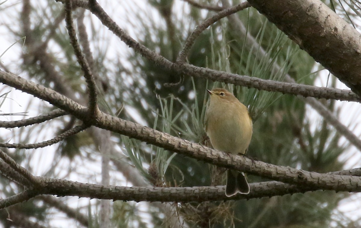 Common Chiffchaff (Common) - ML133123951