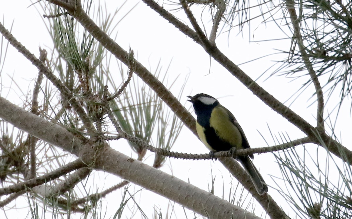 Great Tit (Great) - ML133124011