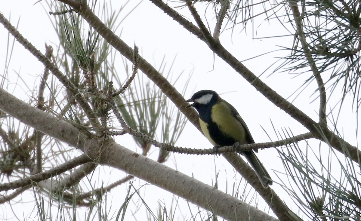 Great Tit (Great) - Jay McGowan