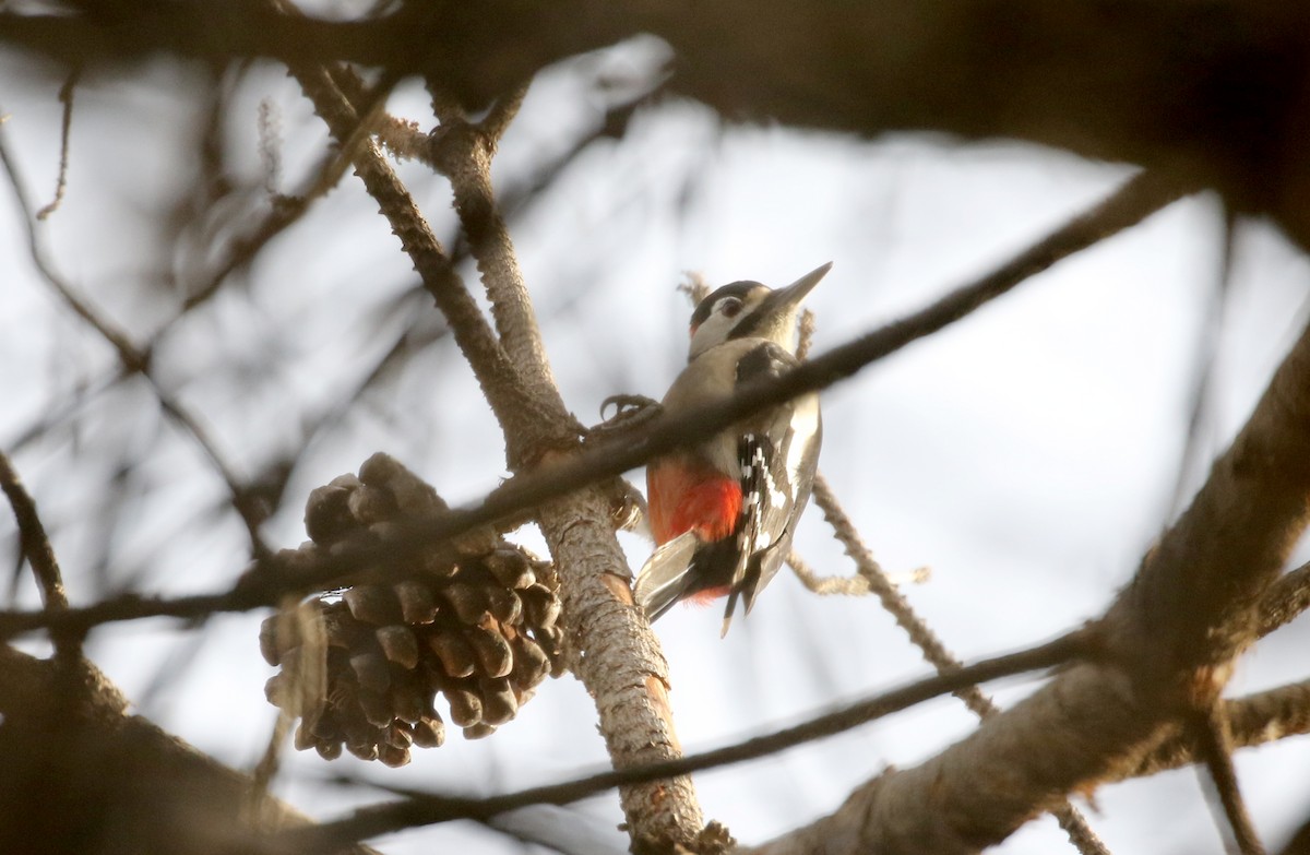 Great Spotted Woodpecker (Atlas) - Jay McGowan