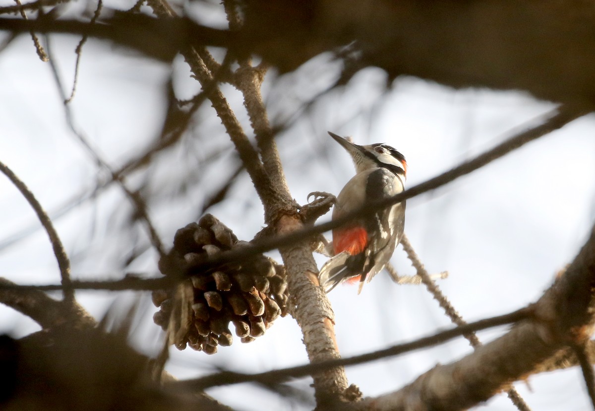 Great Spotted Woodpecker (Atlas) - ML133124081