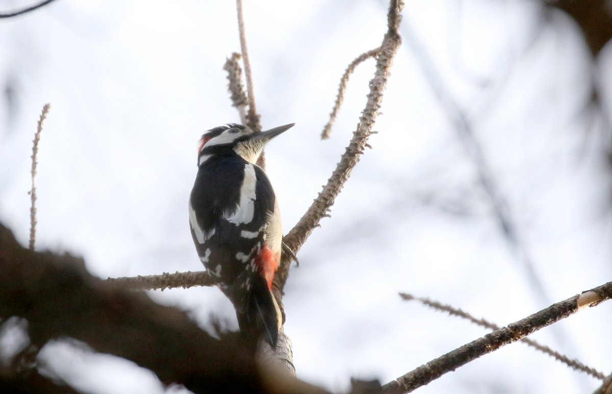 Great Spotted Woodpecker (Atlas) - ML133124091