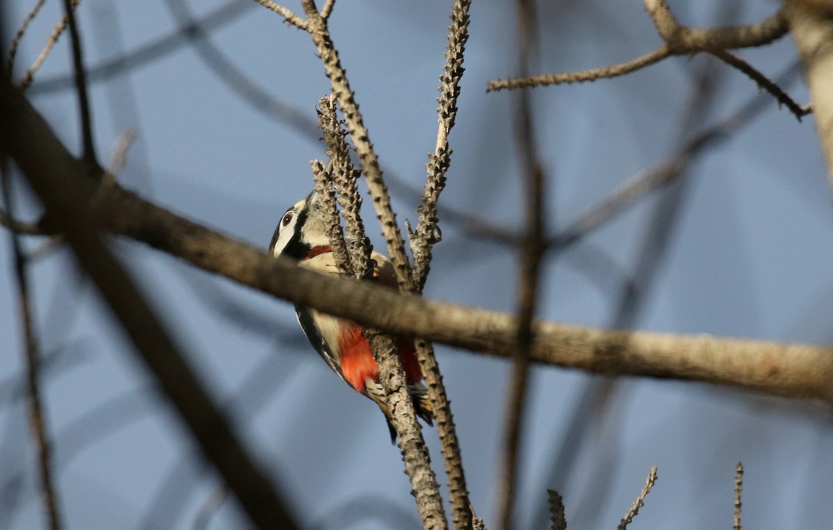 Great Spotted Woodpecker (Atlas) - ML133124121