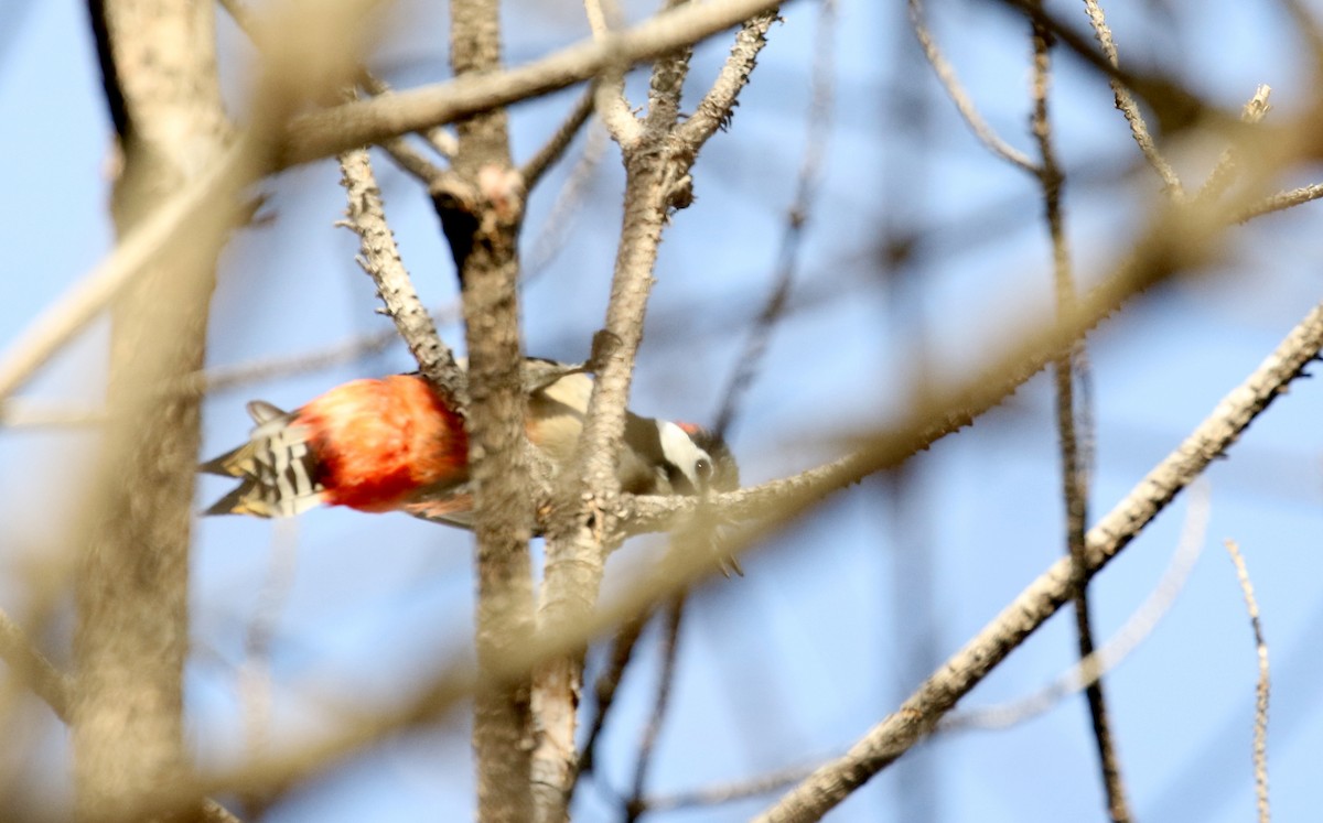 Great Spotted Woodpecker (Atlas) - ML133124161