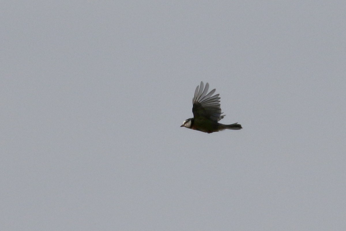 African Blue Tit - ML133124171