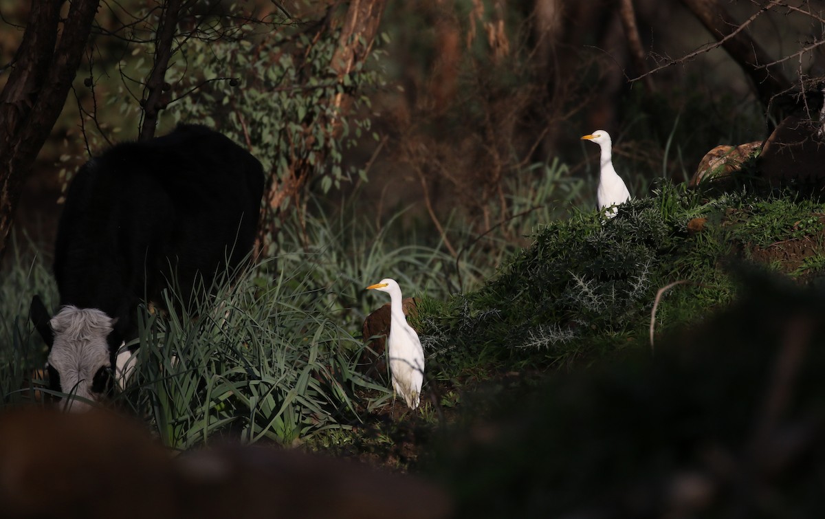 Western Cattle Egret - ML133124301