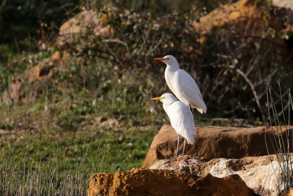 Western Cattle Egret - ML133124411