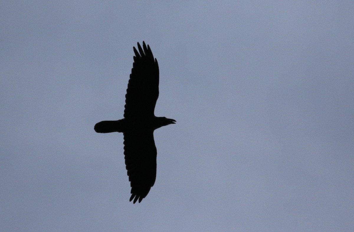 Common Raven - ML133124521