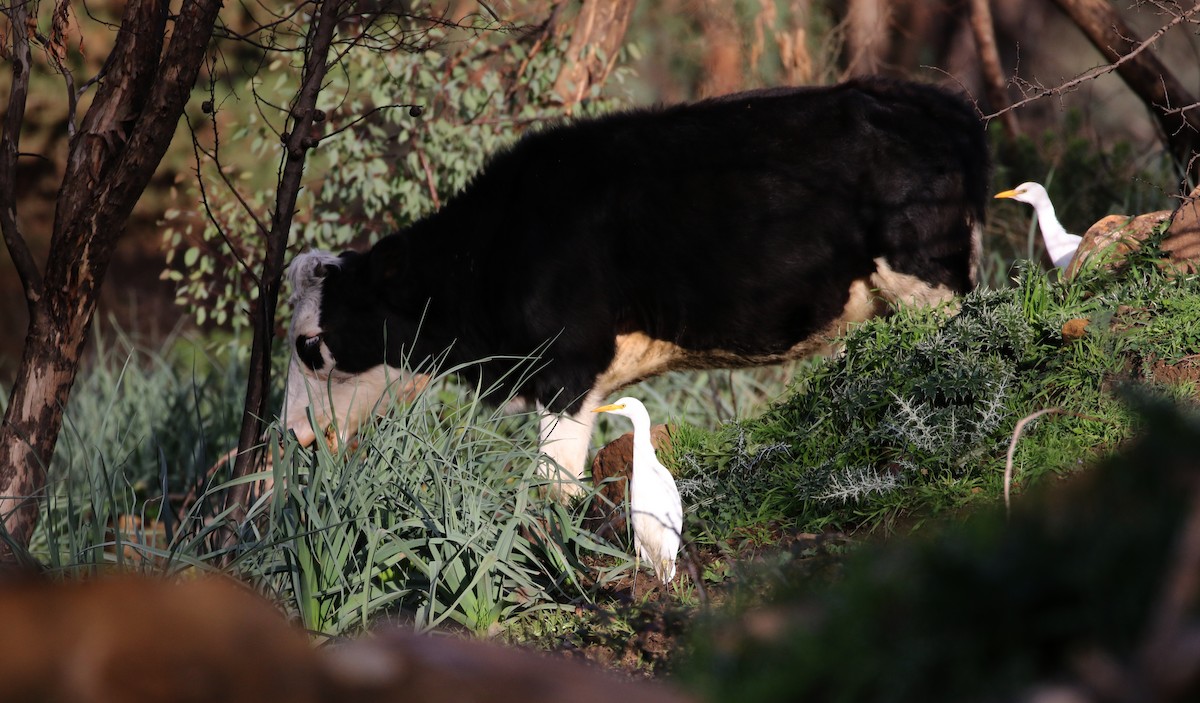 Western Cattle Egret - ML133124531