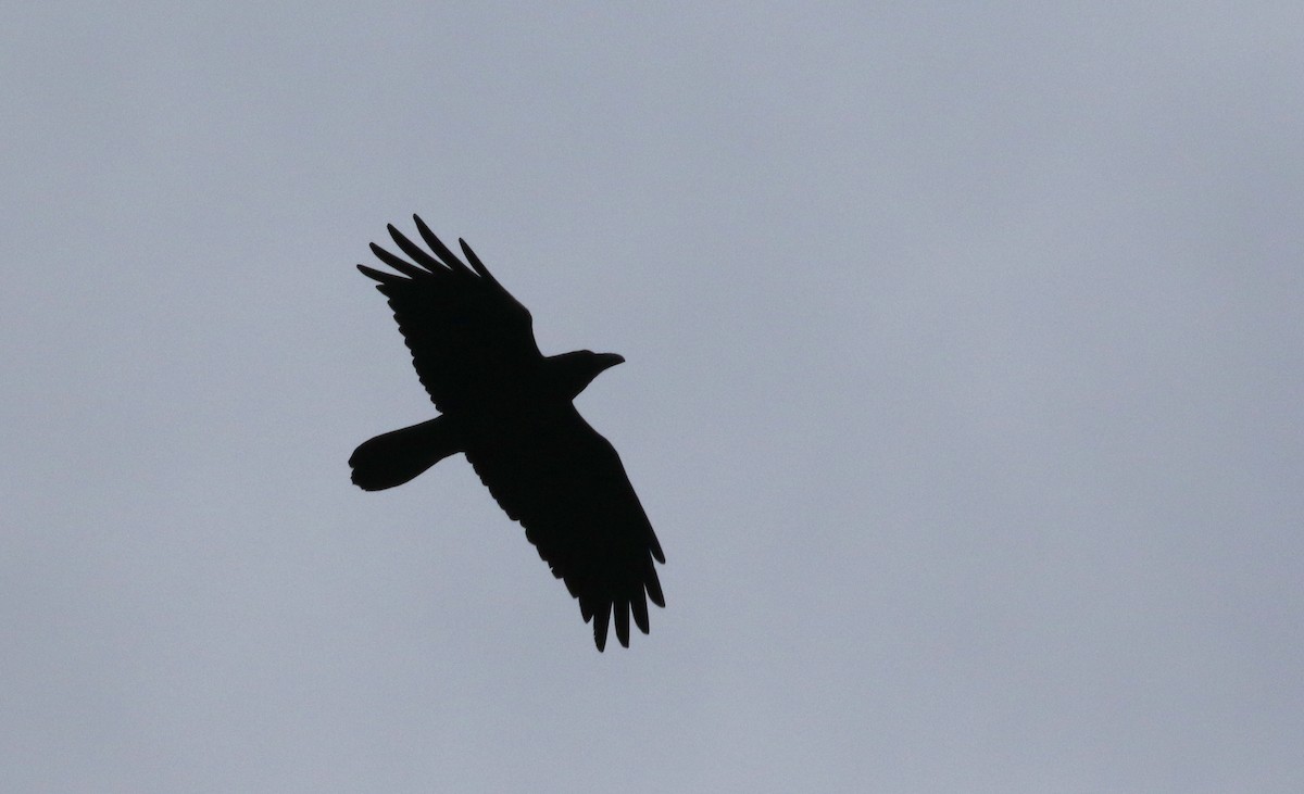 Common Raven - ML133124541