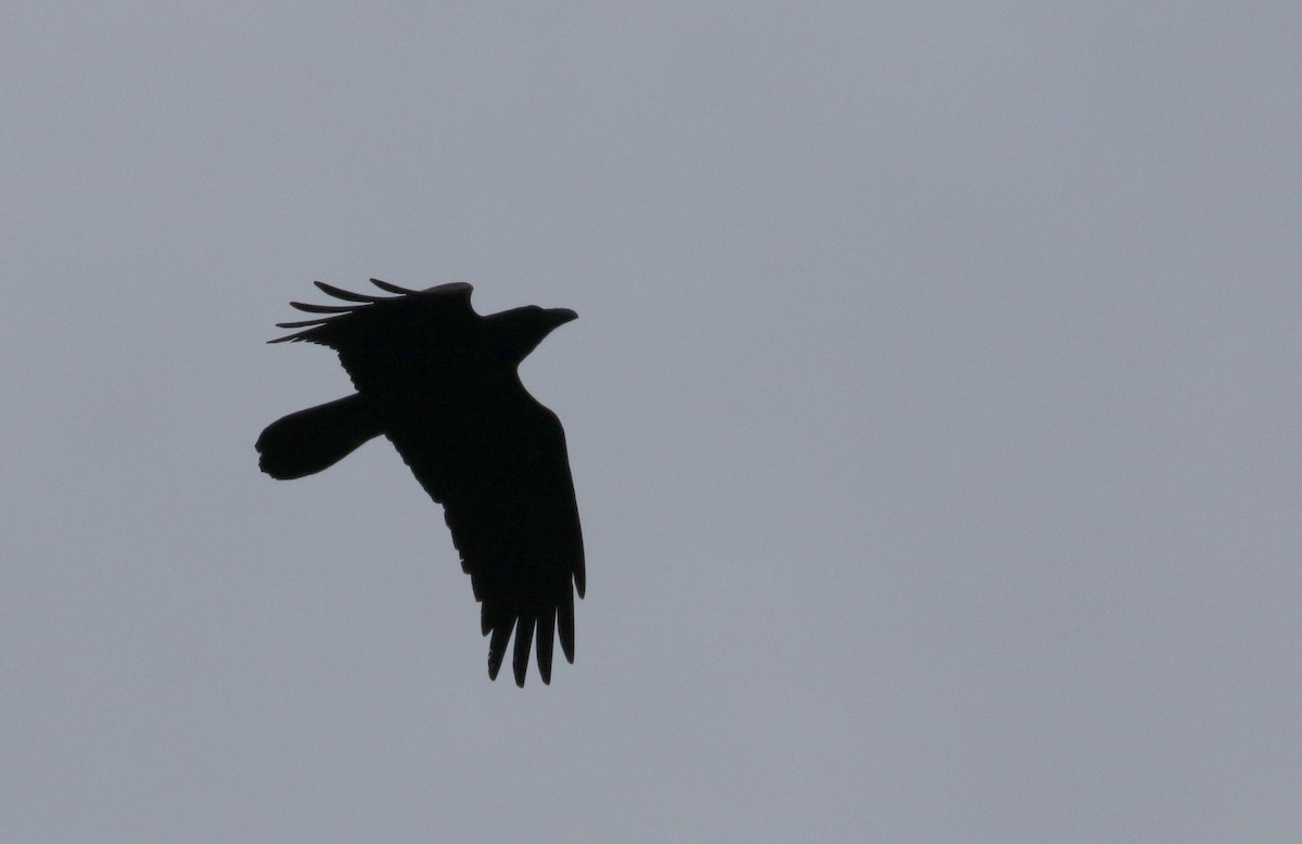 Common Raven - ML133124551