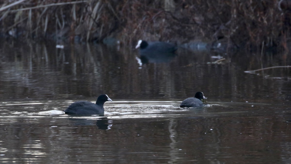 Eurasian Coot - Jay McGowan