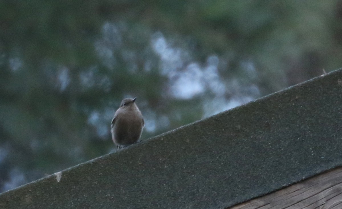 Black Redstart (Western) - ML133124621