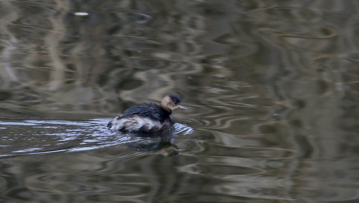 Little Grebe (Little) - ML133124671