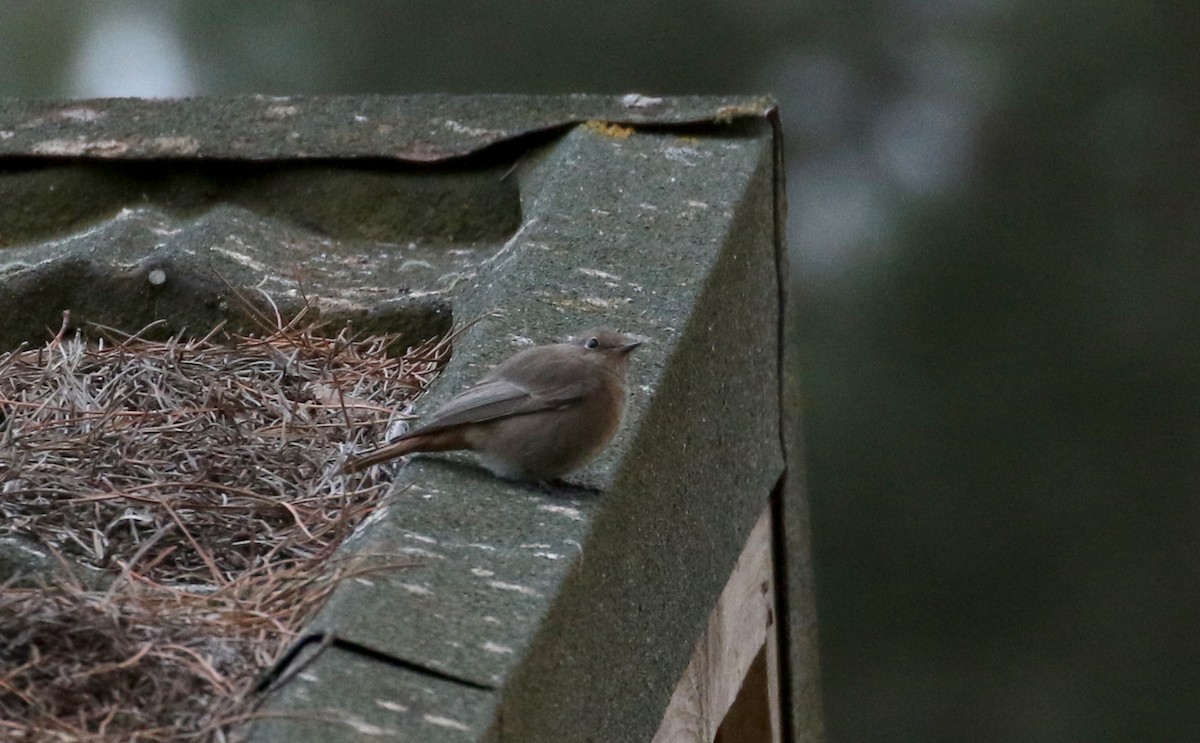 Black Redstart (Western) - ML133124731