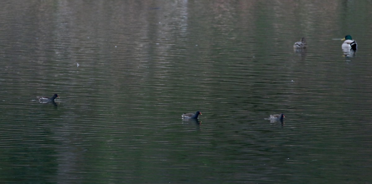 Eurasian Moorhen - ML133124781