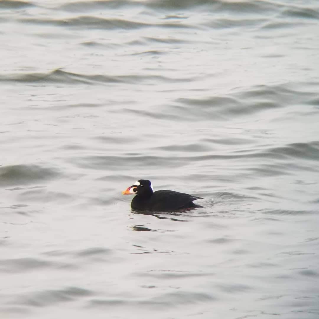 Surf Scoter - Tom Coughlan