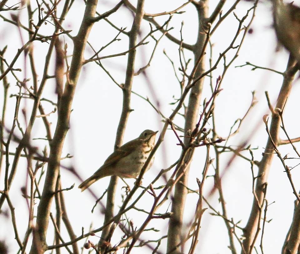 Hermit Thrush - ML133125771