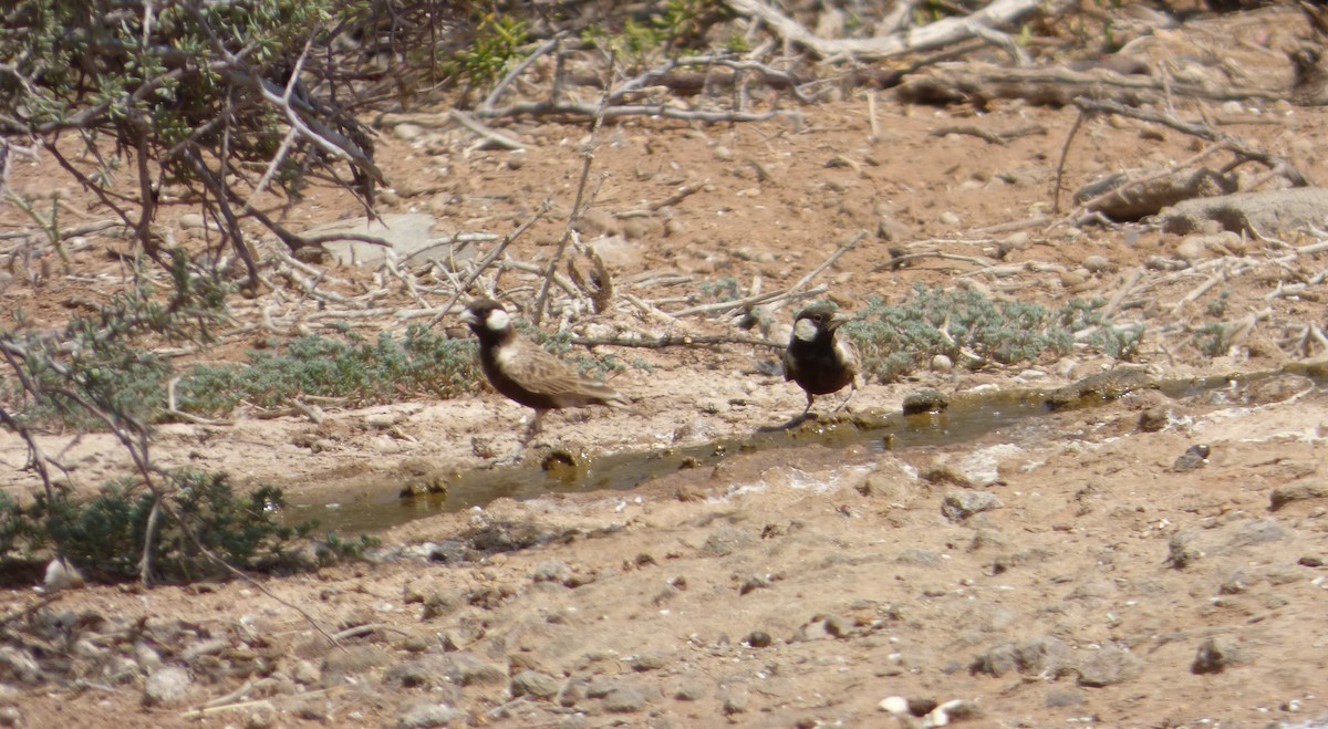 Gray-backed Sparrow-Lark - ML133125841