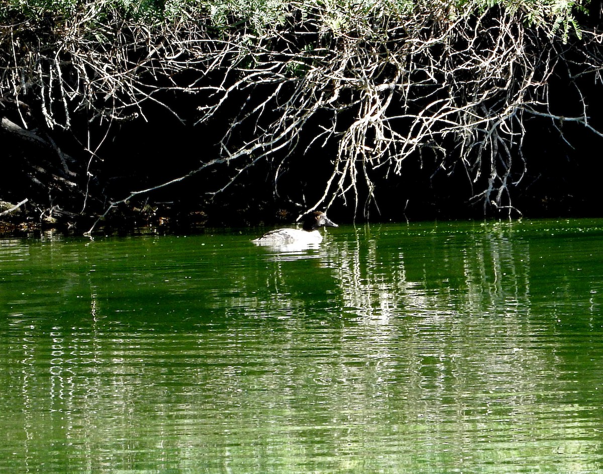 Common Goldeneye - ML133126261