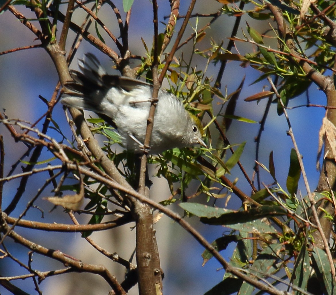 Chestnut-sided Warbler - Greg Gillson