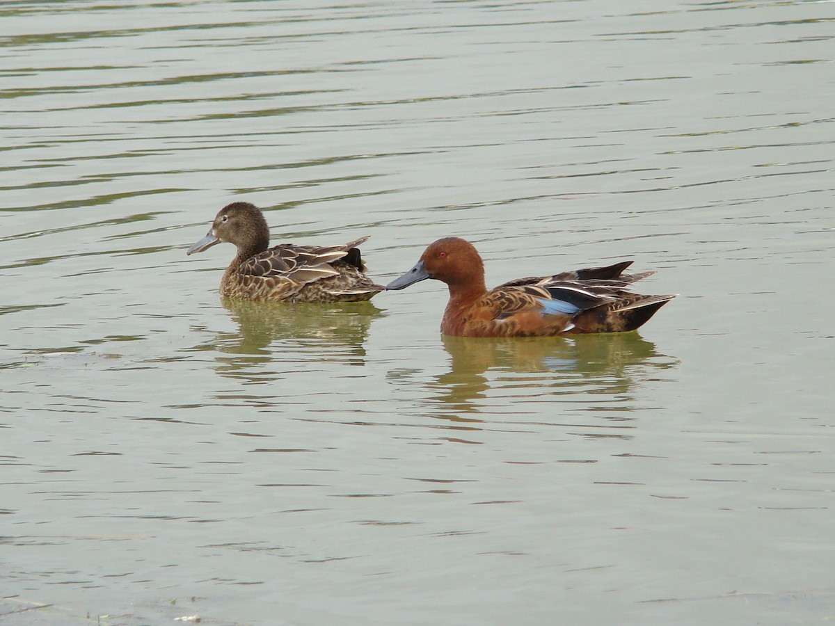 Cinnamon Teal - ML133126611