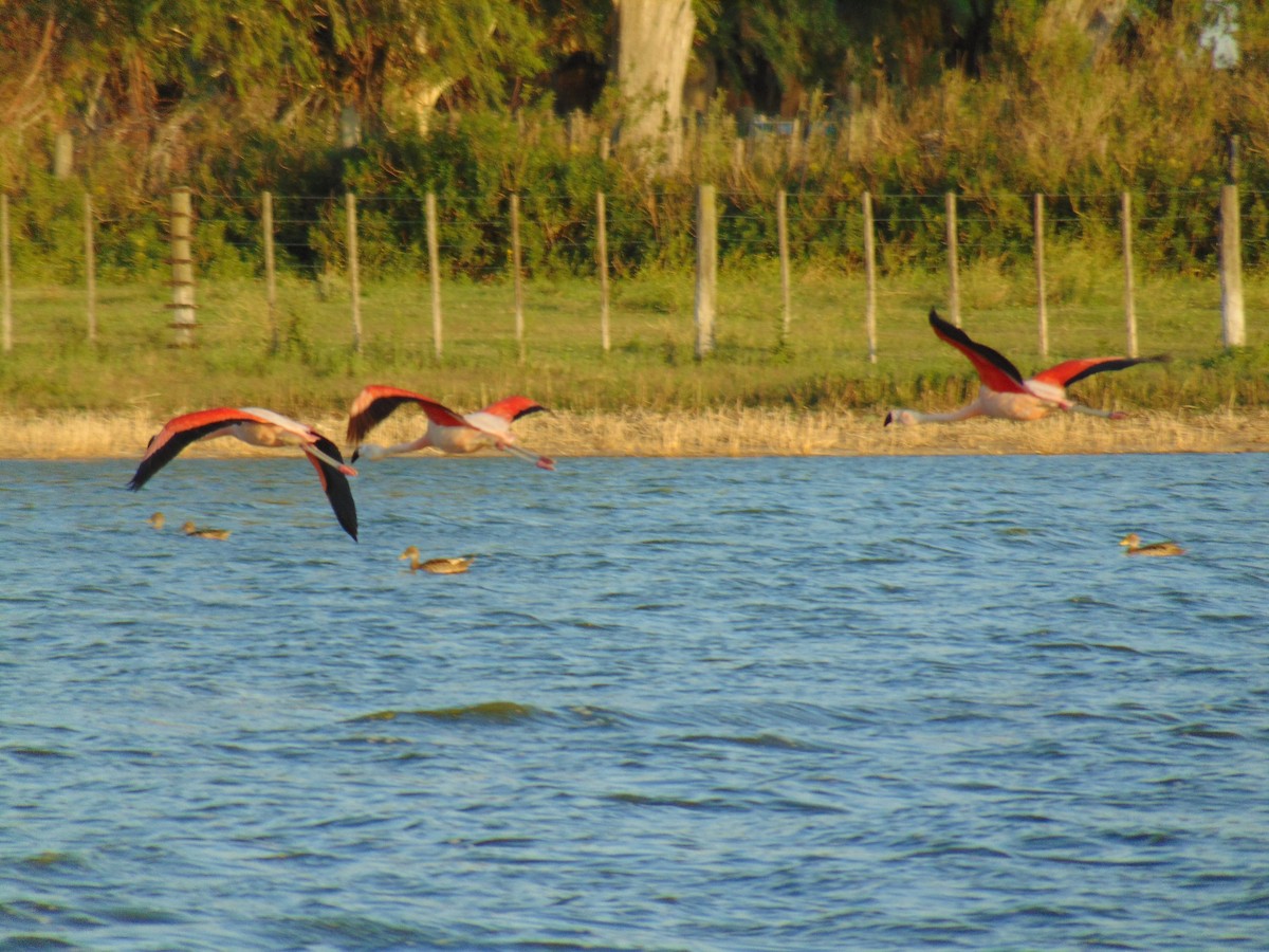 Flamant du Chili - ML133127751