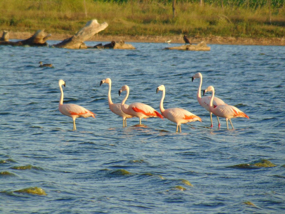 Chilean Flamingo - ML133128131