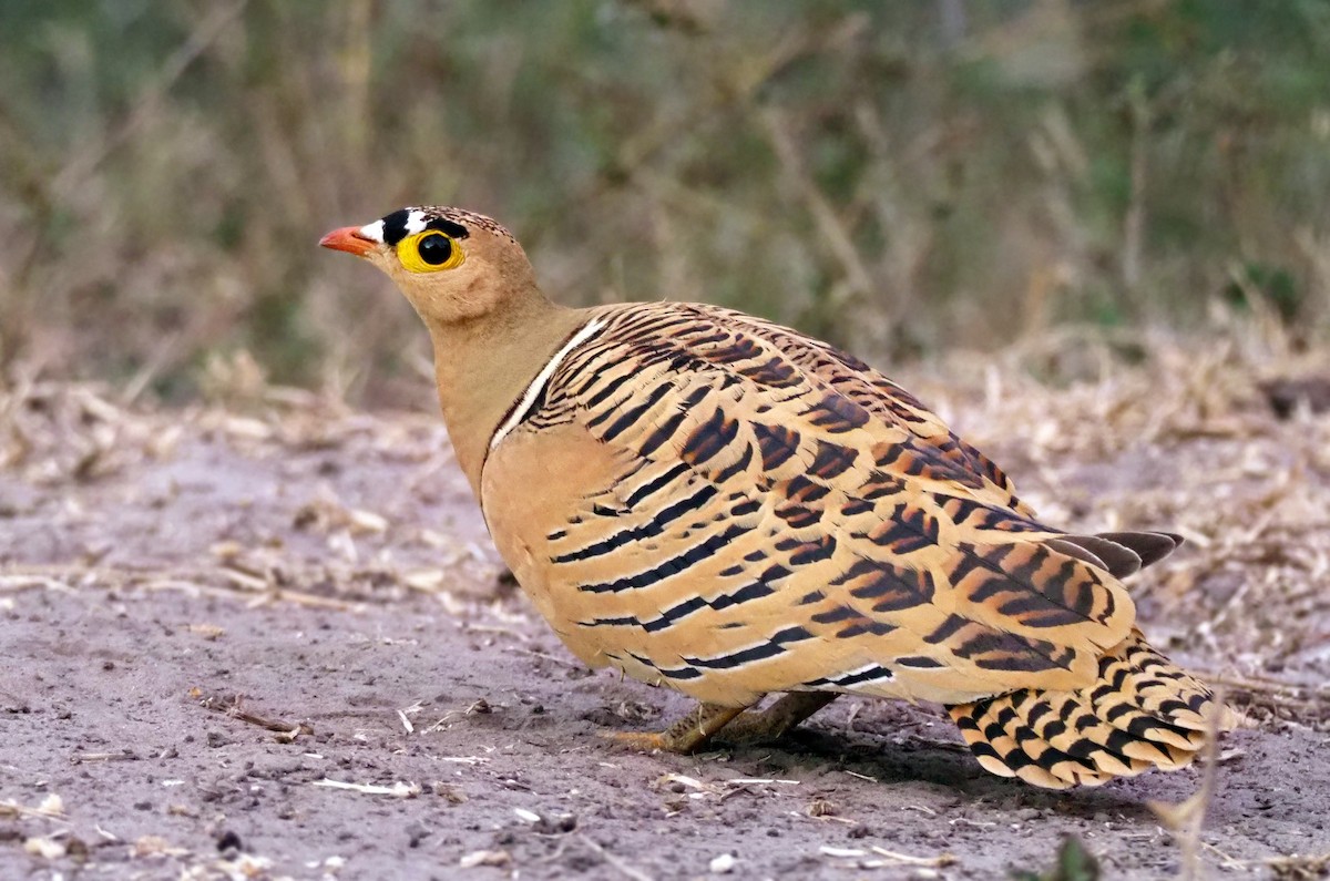 Four-banded Sandgrouse - ML133129281