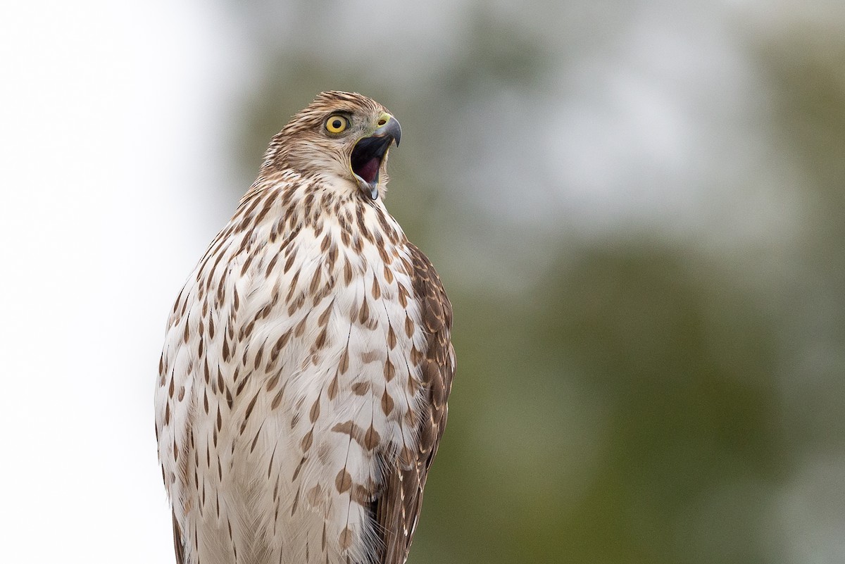 Cooper's Hawk - McDonald Mirabile