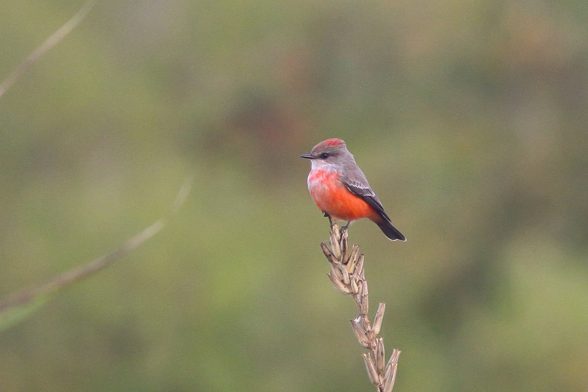 Vermilion Flycatcher - Michael O'Brien