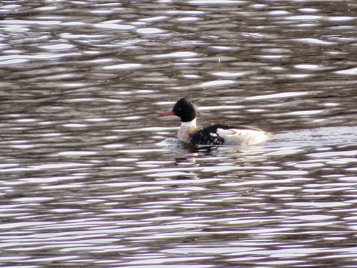 Red-breasted Merganser - ML133130271