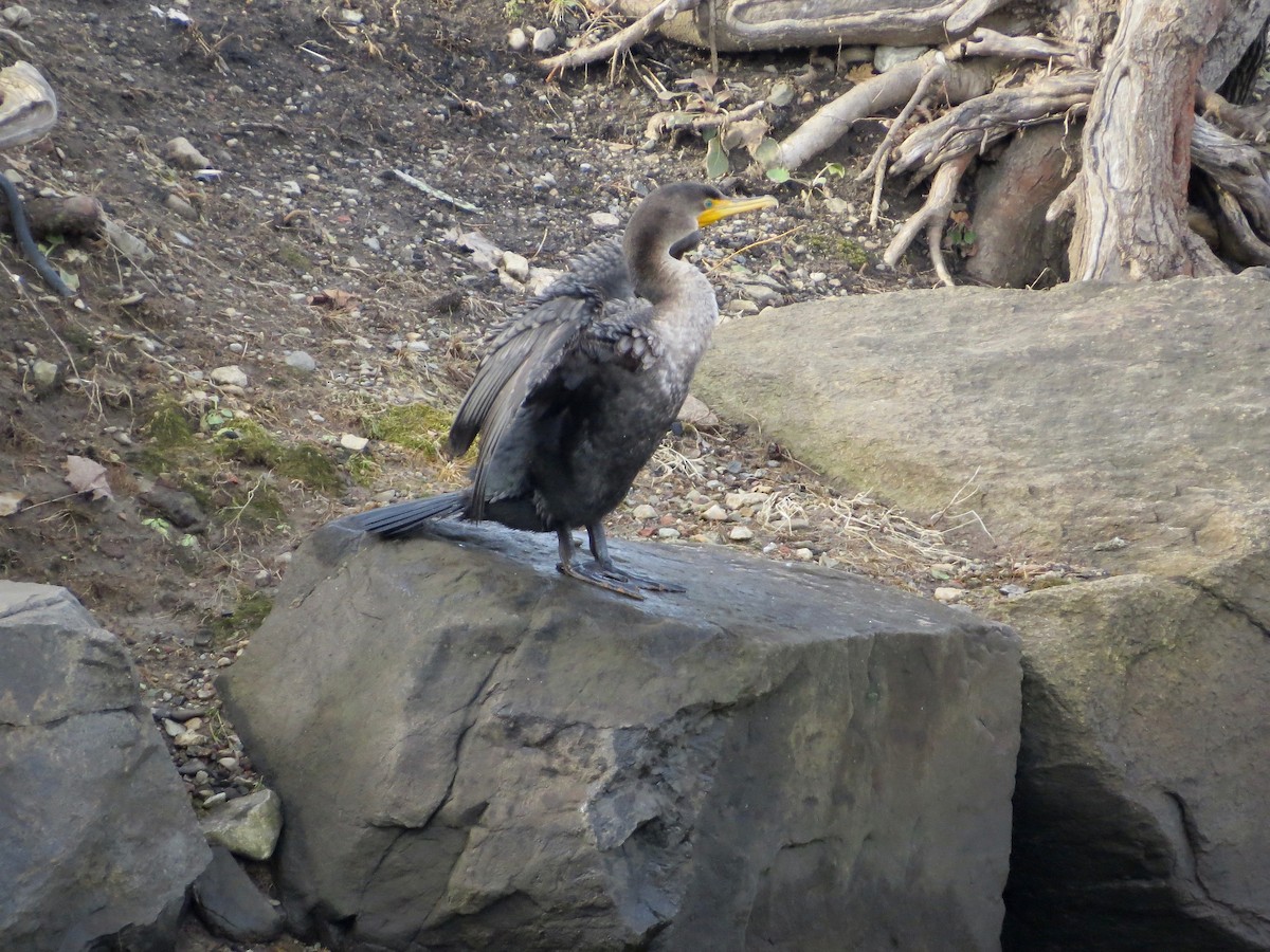 Double-crested Cormorant - ML133130391