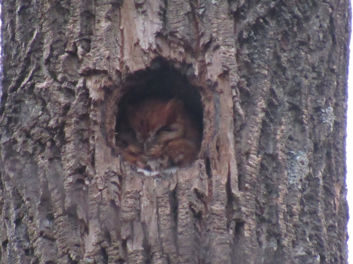 Eastern Screech-Owl - John Coyle