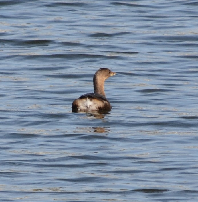 Pied-billed Grebe - Steve Brown