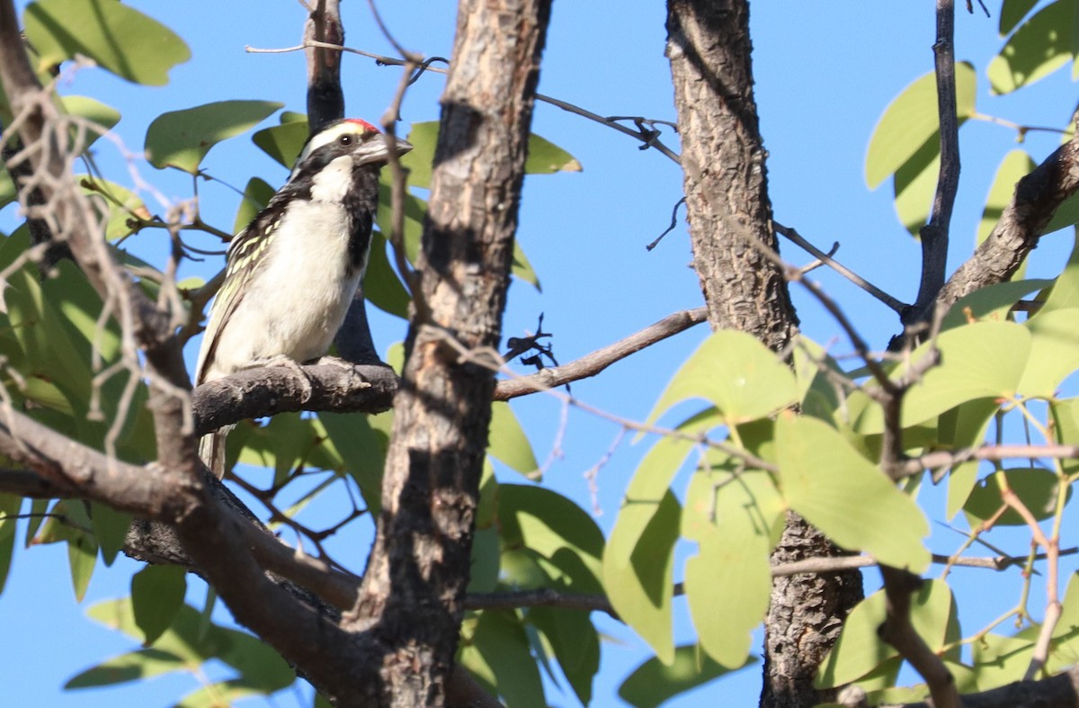 Pied Barbet - Adam Kent