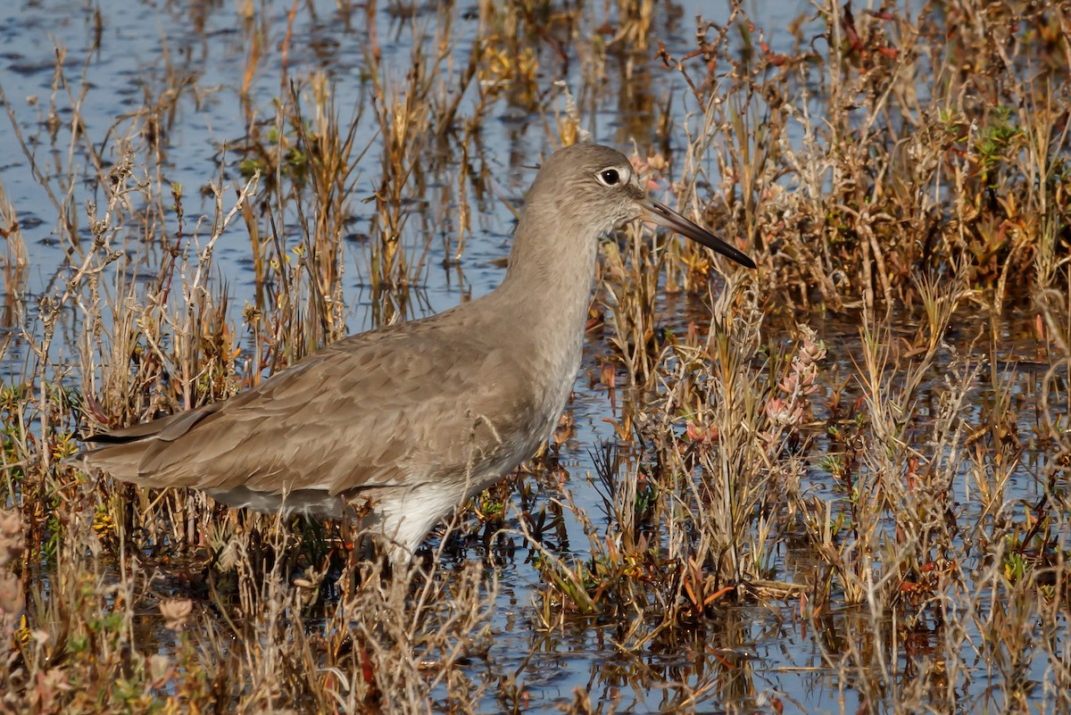 Willet (Western) - ML133133951