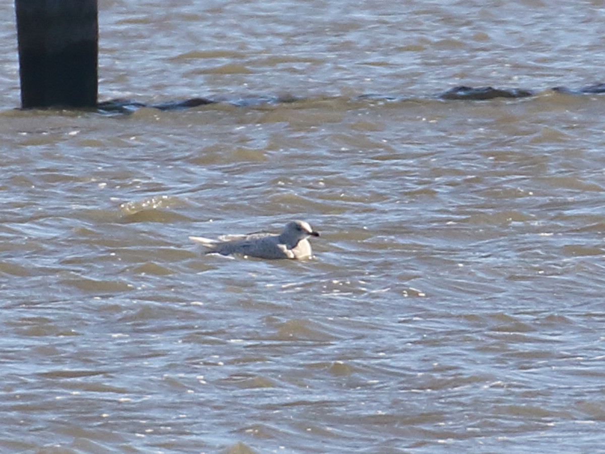 Iceland Gull - ML133135091