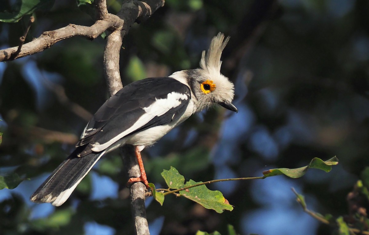 White Helmetshrike (Long-crested) - ML133136621