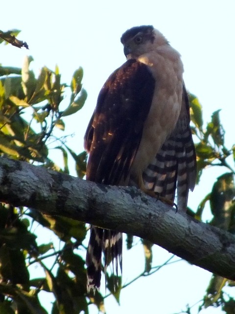 Bicolored Hawk - Jan Meerman