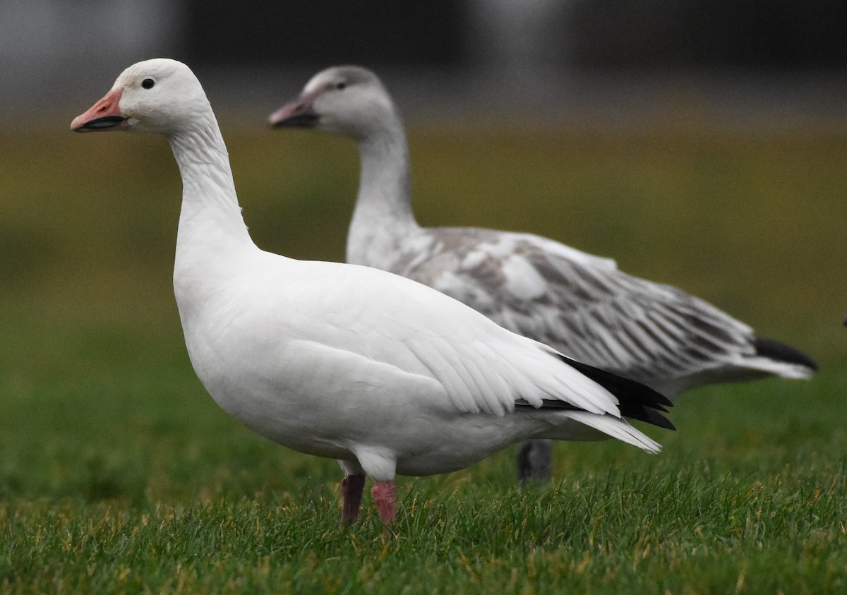 Snow Goose - Edward Pullen