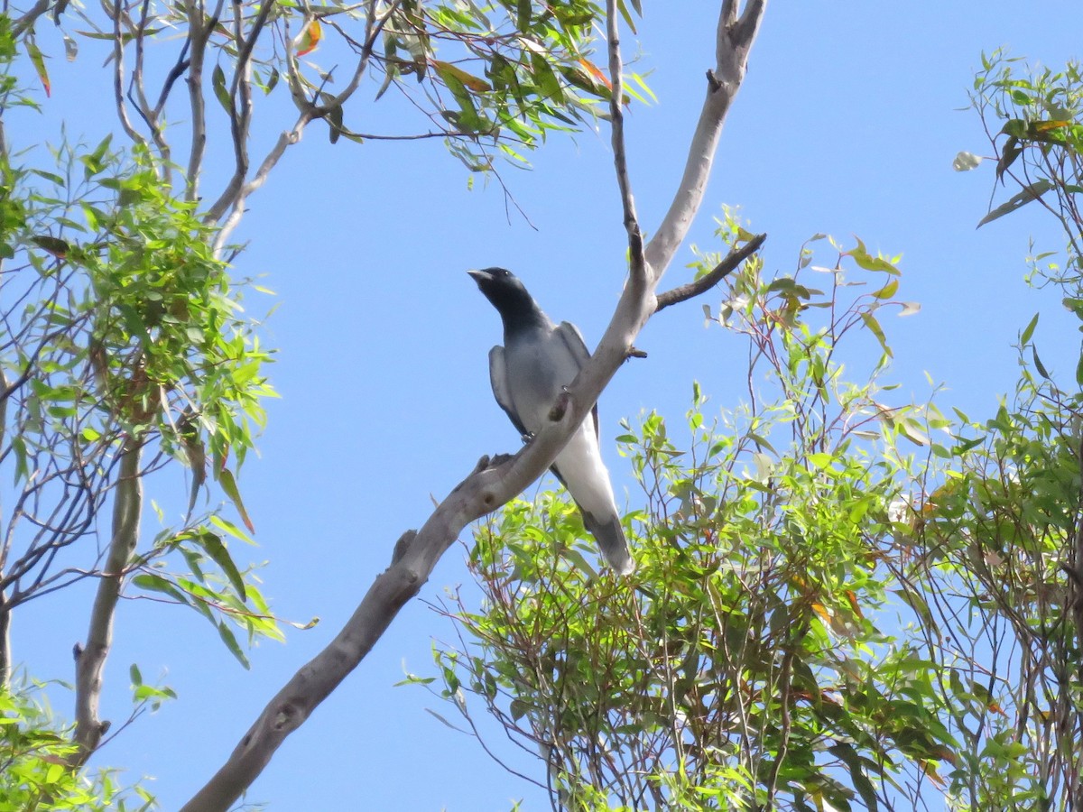 Black-faced Cuckooshrike - ML133146991