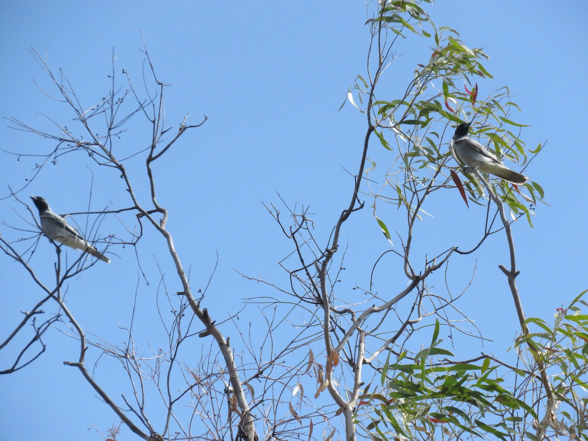 Black-faced Cuckooshrike - ML133147061