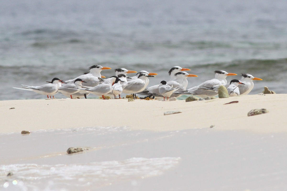 Roseate Tern - ML133147271